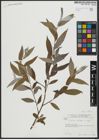 Foto von Salix alba subsp. alba L.